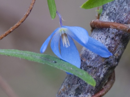 Billardiera drummondii