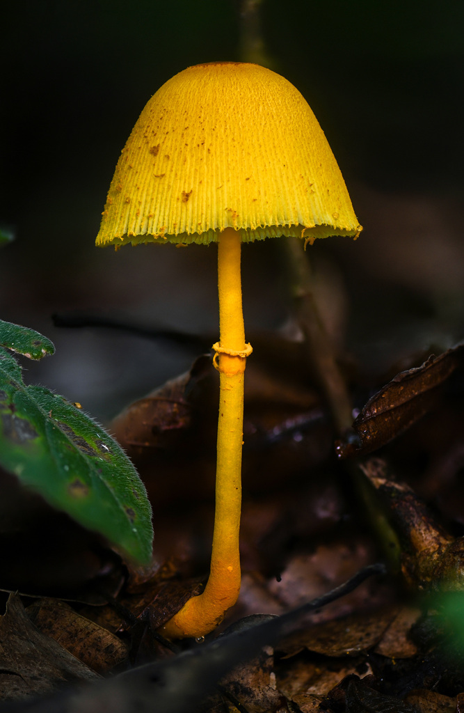 Leucocoprinus brunneoluteus · March 2023 · photo: © alan_rockefeller (iNaturalist, cc-by-sa)