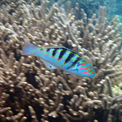 Sixbar Wrasse photo 3