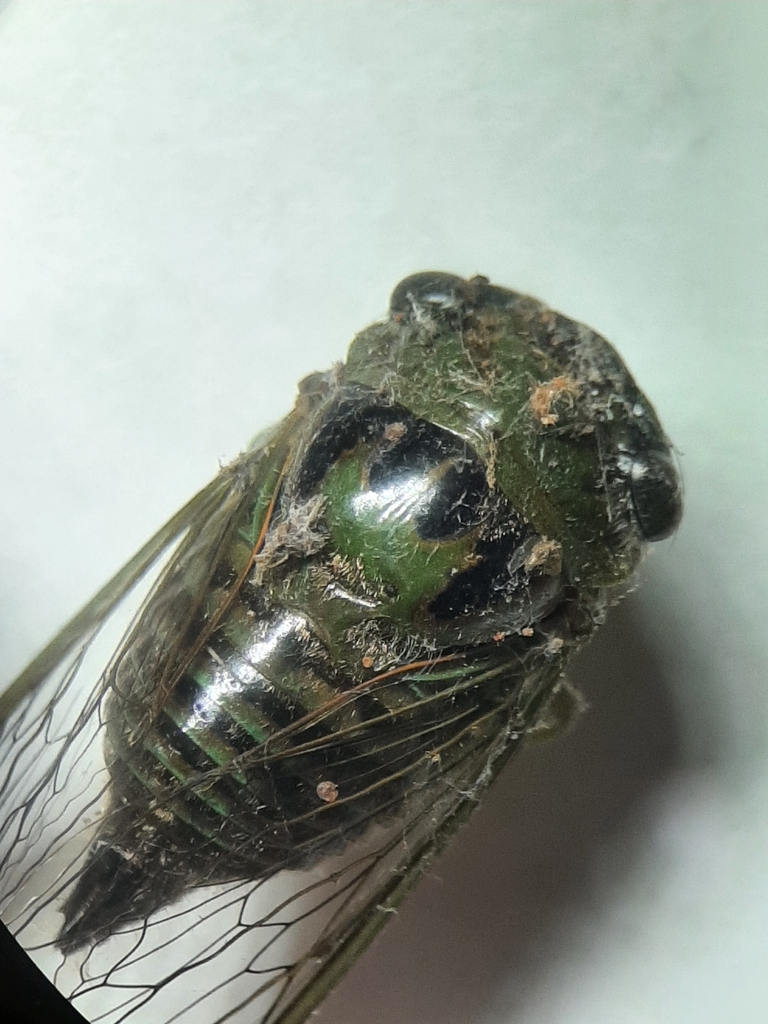 Acanthoventris igneus