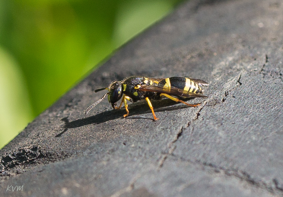 European tube wasp from ВосточноКазахстанская область, 070000, Казахстан on July 22, 2016 at 04