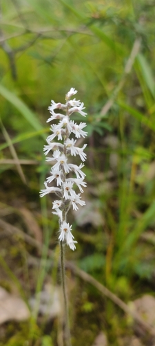 Holothrix papillosa
