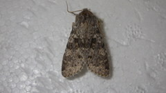 Polymixis rufocincta