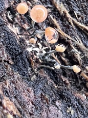 Image of Nectria gracilipes