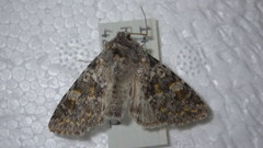 Polymixis rufocincta