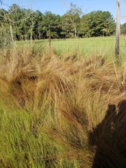 Schizachyrium tenerum