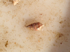 Cerithiidae