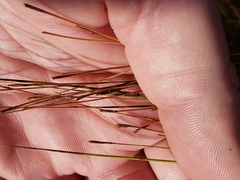 Schizachyrium tenerum