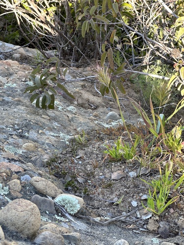 Image of Dudleya multicaulis by (c) Matt Berger, some rights reserved (CC BY)