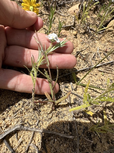 Image of Senecio californicus by (c) Matt Berger, some rights reserved (CC BY)