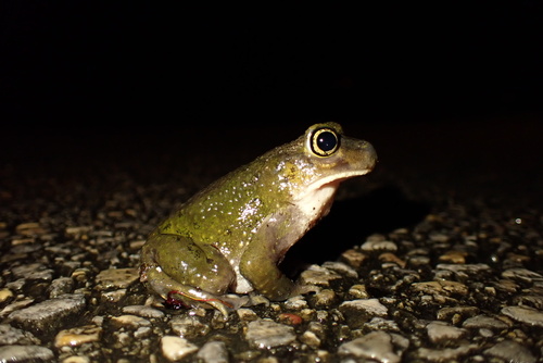 Hurter's Spadefoot, Scaphiopus hurterii
