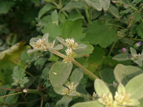 Image of Alternanthera halimifolia by (c) GREGORY ANTHONY PAUCA TANCO, some rights reserved (CC BY)