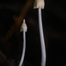 Entoloma stylophorum - Photo (c) Alan Rockefeller, alguns direitos reservados (CC BY), uploaded by Alan Rockefeller