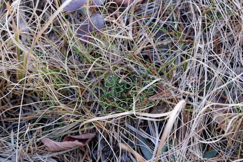 Little curlygrass fern (Schizaea pusilla)