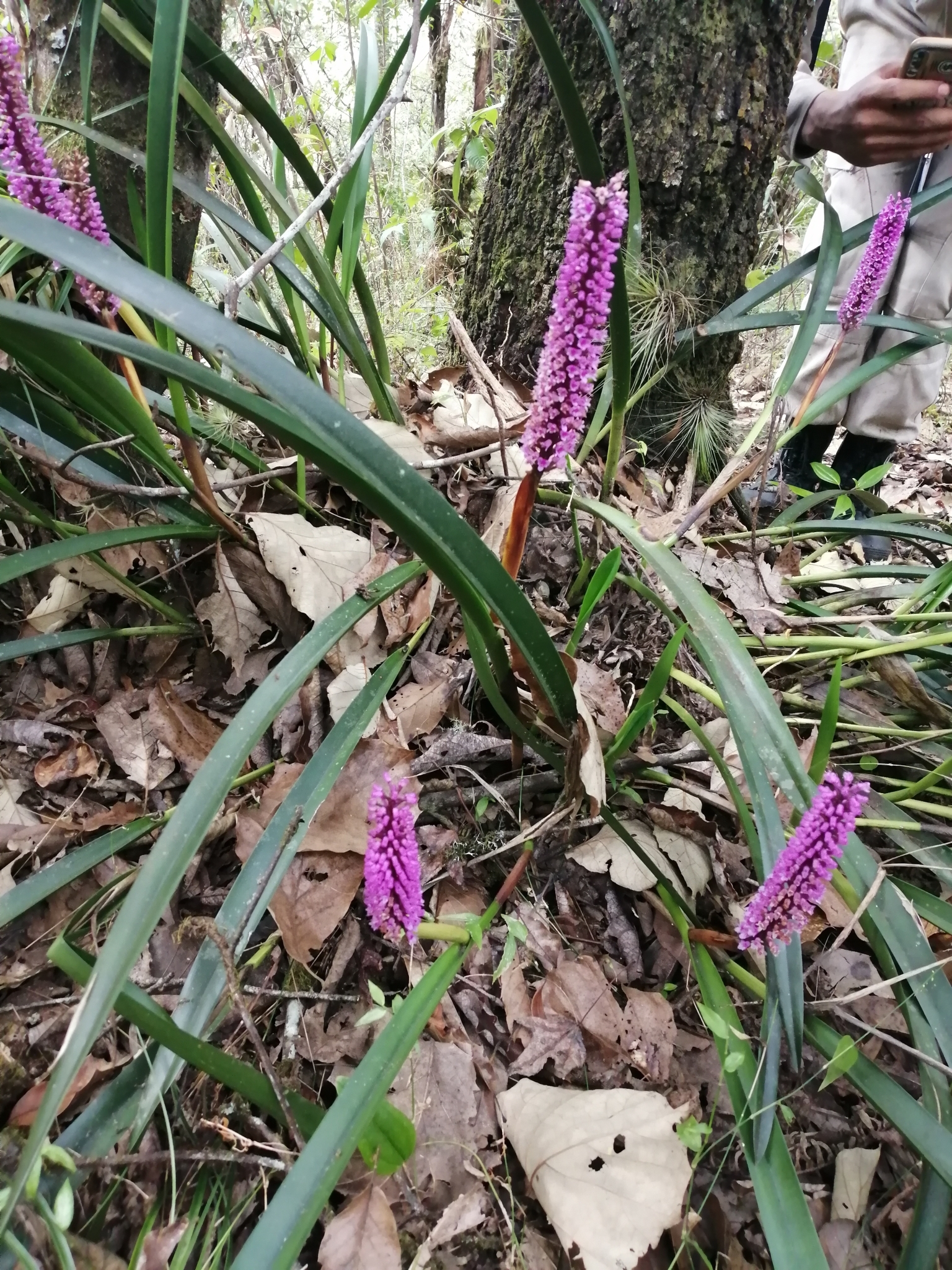 Imagem de Orquídea gigante