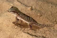 Eastern Fringe-Toed Gecko photo 3
