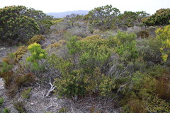 Searsia lucida lucida