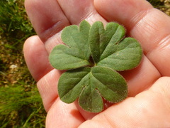 Pelargonium ternifolium