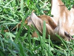 Udea profundalis