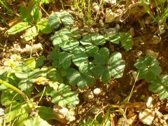 Pelargonium ternifolium
