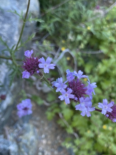 Verbena lilacina