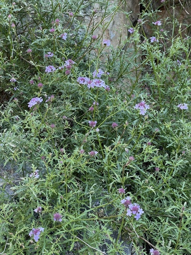 Verbena lilacina