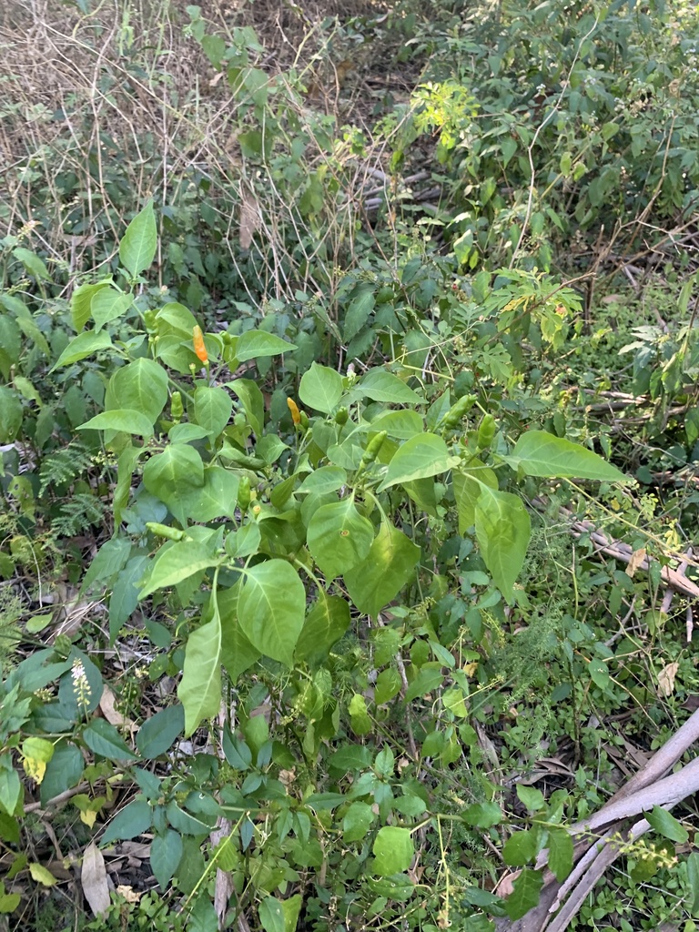 peppers from Baldwin Swamp Environmental Park, Bundaberg East, QLD, AU on March 06, 2023 at 04