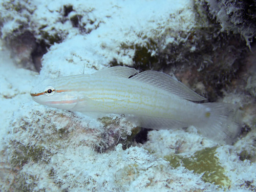 Orange-striped goby (Amblygobius decussatus) — Gobiidae — 3