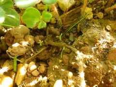 Pelargonium ternifolium