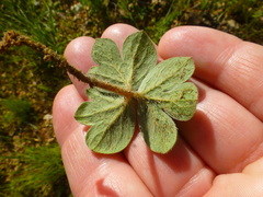 Pelargonium ternifolium