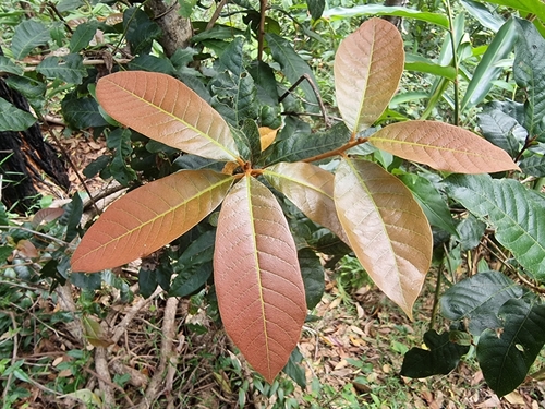 Image of Niemeyera whitei by (c) Richard Dimon, some rights reserved (CC BY)