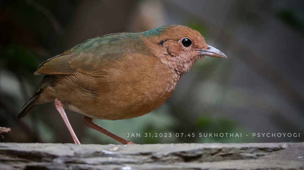 Blue-naped Pitta photo