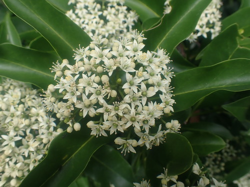 Halfordia kendack (Montrouz.) Guillaumin