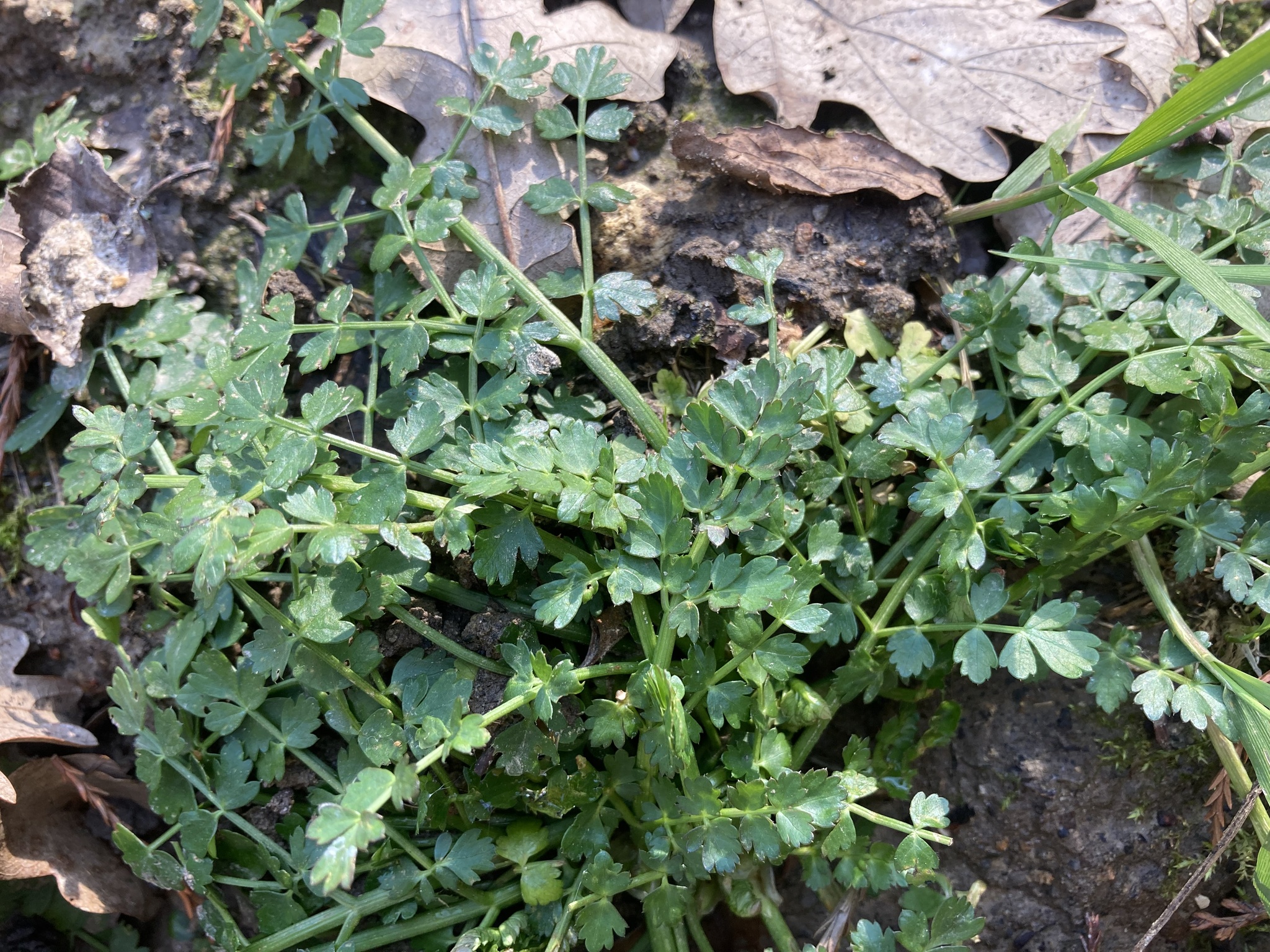 Finocchio Acquatico (Oenanthe Pimpinelloides) - Semi Per Orto Con Tuberi Commestibili | Magic Garden Seeds