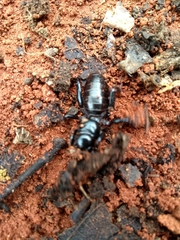Stenopelmatus minor