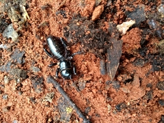 Stenopelmatus minor