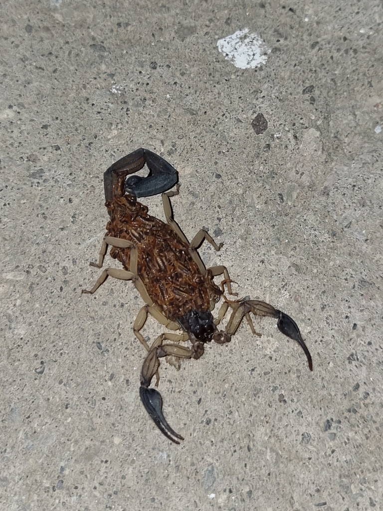 Edward's Bark Scorpion