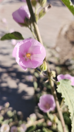 Image of Sphaeralcea Axillaris (Sphaeralcea axillaris) by no rights reserved