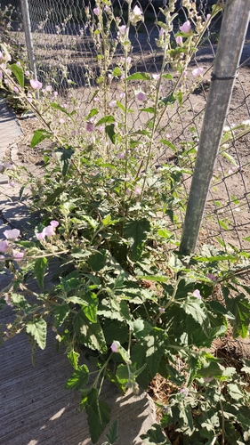 Image of Sphaeralcea Axillaris (Sphaeralcea axillaris) by no rights reserved