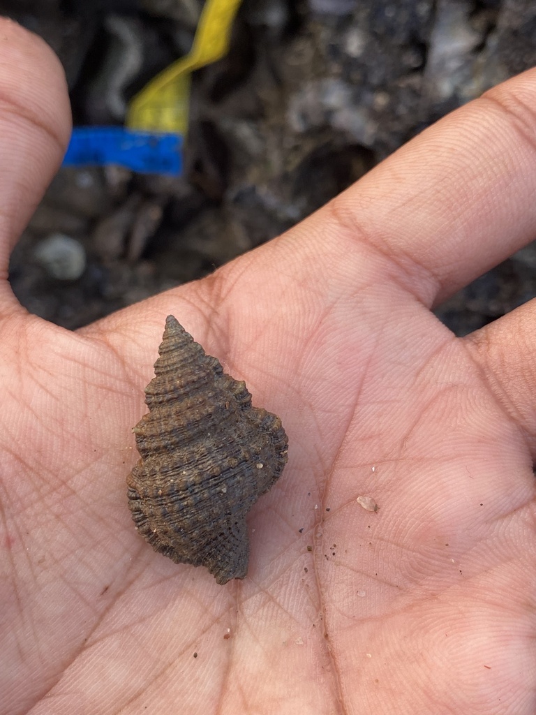 Common Triton Snail from Arabian Sea, Mumbai, IN on March 10, 2023 at ...