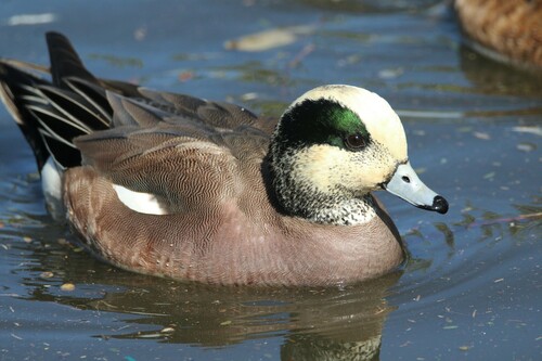 American Wigeon, photo 5 of 7