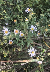 Aster lautureanus
