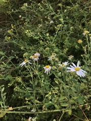 Aster lautureanus