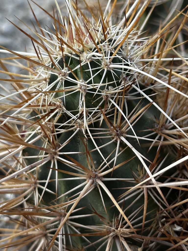 Echinocereus engelmannii engelmannii in March 2023 by odinbriem0 ...