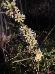 Cuscuta compacta
