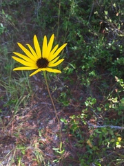 Helianthus heterophyllus