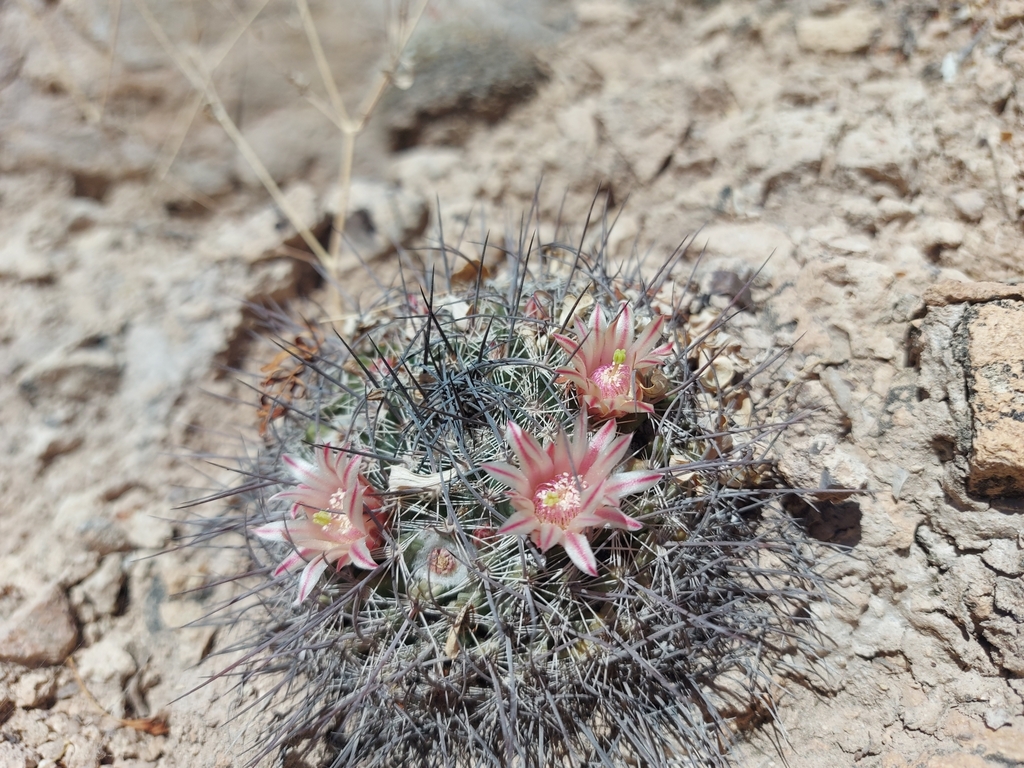 Mammillaria johnstonii in March 2023 by Manuel Magaña · iNaturalist