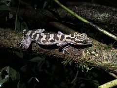 Cyrtodactylus baluensis
