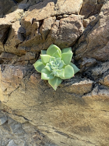 Dudleya cochimiana