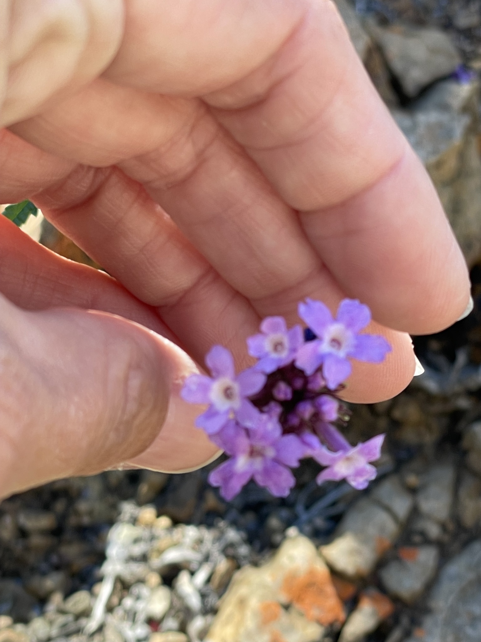 Verbena lilacina